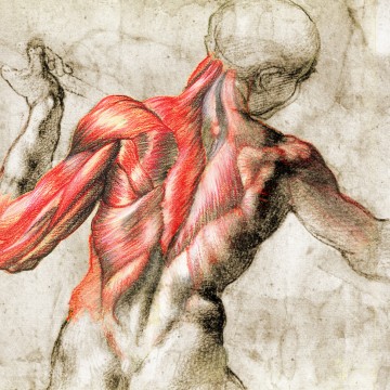 Dibujo clásico de la musculatura de la espalda.